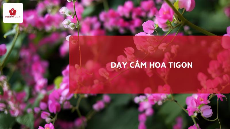 Hình ảnh cận cảnh bó hoa chúc mừng có sử dụng hoa phụ như baby's breath hoặc thạch thảo để tạo độ mềm mại và đầy đặn