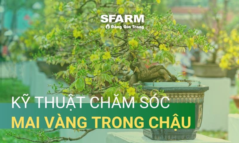 Huong dan ky thuat thay dat chau cho cay mai vang sau tet, giup cay phuc hoi nhanh chong