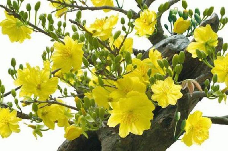 Hình ảnh minh họa kỹ thuật tuốt lá cho cây mai vàng miền Bắc để kích nở hoa