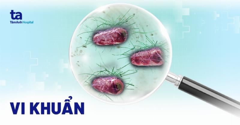 Hình ảnh rễ cây hoa khỏe mạnh, phát triển tốt trong đất nhờ hệ vi sinh vật có lợi, thể hiện lợi ích đầu tư vào phân vi sinh