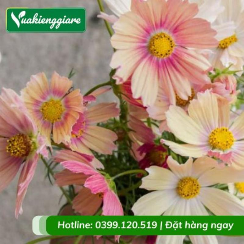 Hướng dẫn phân biệt bông sao nhái cánh bướm với các loài hoa cùng họ Cúc