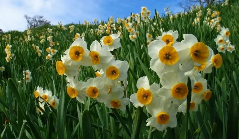 Hình ảnh so sánh cành bách thủy tiên (nhiều bông nhỏ) và cành daffodil (một bông lớn).