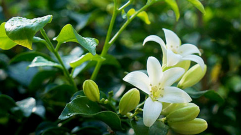 Hinh anh so sanh hai loai vong hoa nguyet que that va gia canh nhau