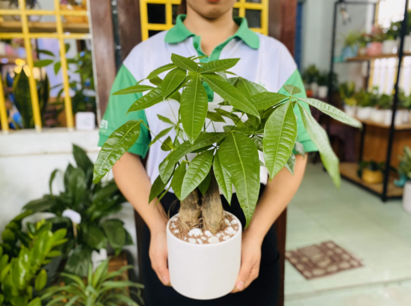 Hình ảnh tổng hợp các loại hoa phổ biến tượng trưng cho những ý nghĩa khác nhau trong cuộc sống