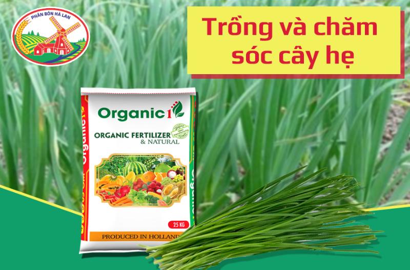 Thời điểm và kỹ thuật thu hoạch cây hẹ đúng cách để cây tái sinh nhanh.