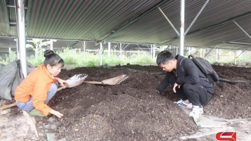 Thức ăn hữu cơ cho giun quế: vỏ rau, quả, bã cà phê