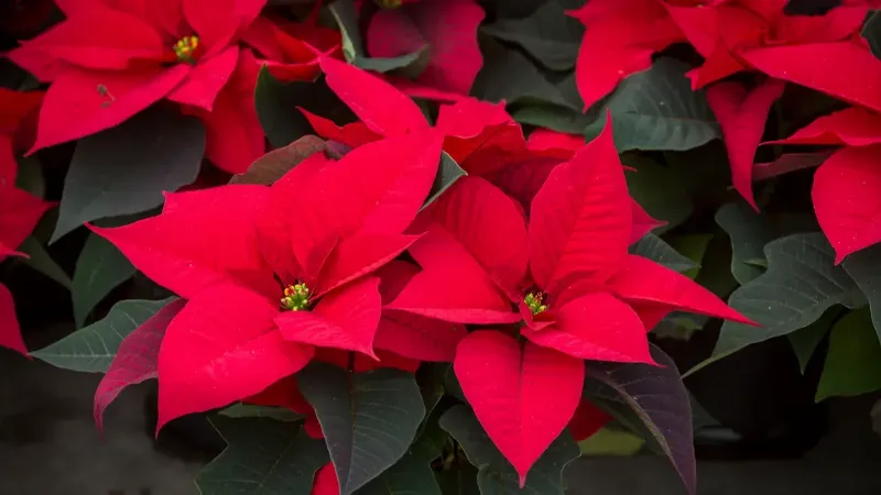 Bình hoa trạng nguyên (poinsettia) đỏ rực đặt dưới gốc cây thông Noel, hoặc các cành hoa khô xen kẽ trên cây
