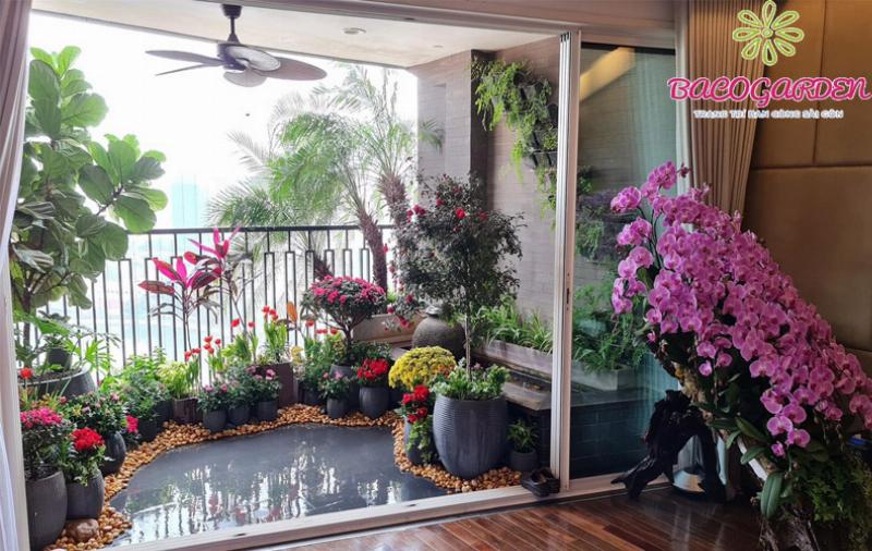 Cây trúc quân tử trồng trong chậu, phù hợp trang trí ban công hoặc sân thượng.