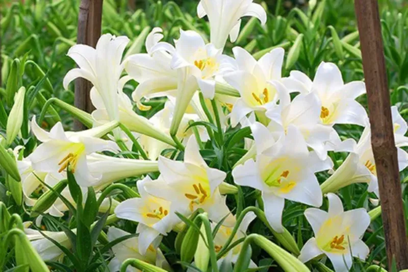 Hinh anh trong cu hoa loa ken hong trong chau dat mau mo