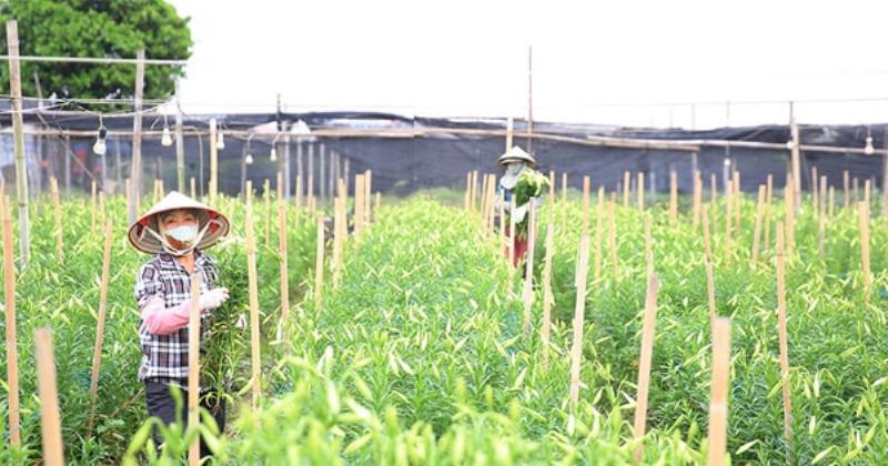 Trồng hoa loa kèn ở Hà Nội