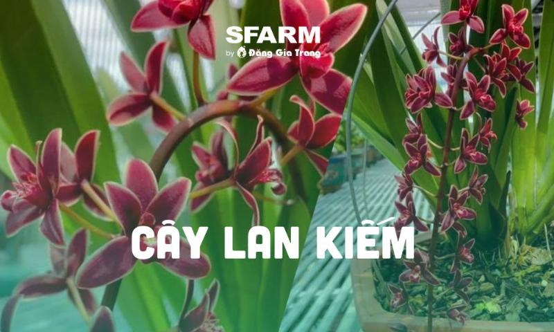 Các loại giá thể phổ biến được sử dụng để trồng lan kiếm lô hội như vỏ thông, than củi và dớn