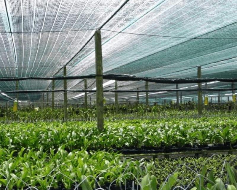 Hướng dẫn trồng rau ăn lá tại nhà cho người mới bắt đầu với các bước cơ bản