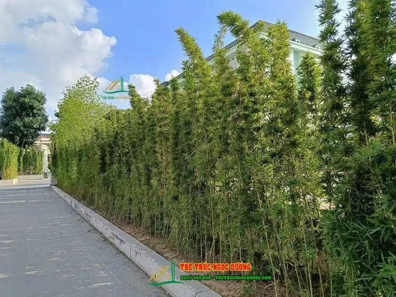 Cây trúc quân tử được trồng dày để làm hàng rào tự nhiên che chắn.