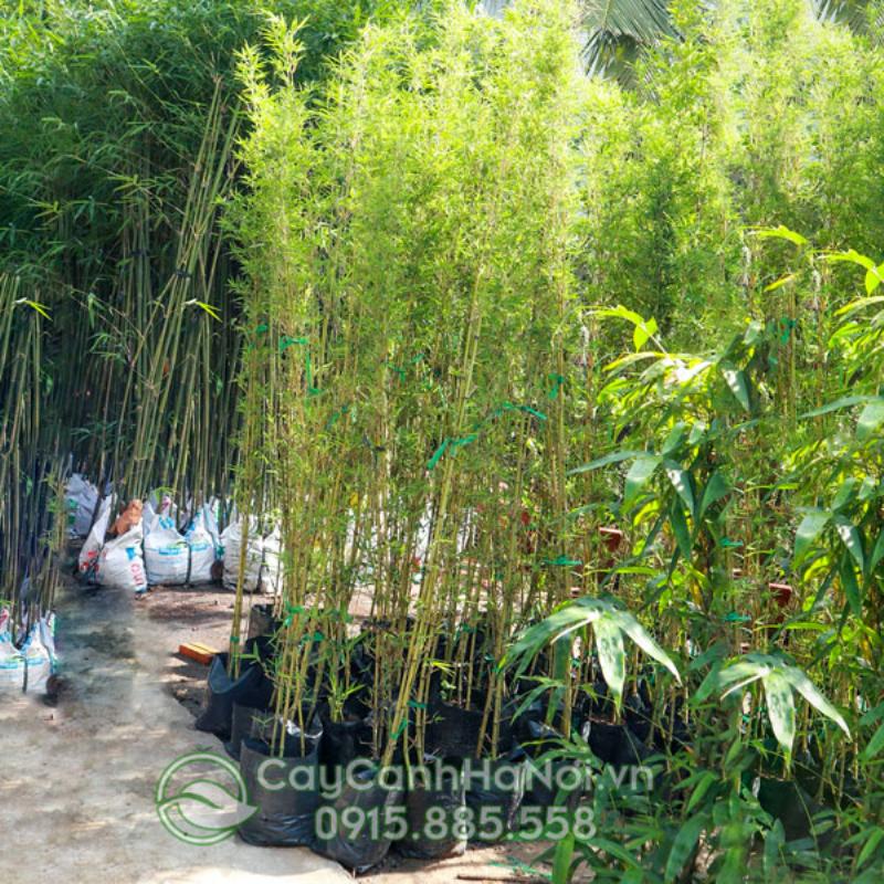 Cây trúc quân tử được trồng làm hàng rào hoặc cây nền trong sân vườn.