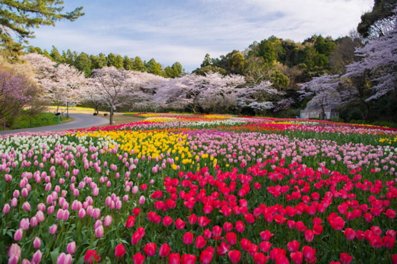 Hình ảnh một bức ảnh nghệ thuật chụp cánh đồng hoa tulip hồng dưới ánh nắng nhẹ