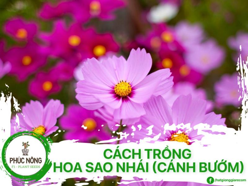 Nhận biết và khắc phục các vấn đề khi trồng bông sao nhái, cánh bướm