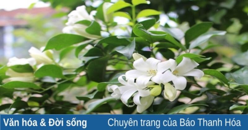 Chiec vong hoa nguyet que xanh muot treo tren canh cua mau sac tao diem nhan