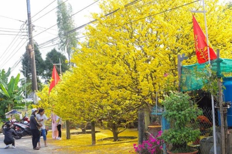 Cach xu ly hieu qua khi cay mai vang trong chau bi rung nu, giup bao ve mua hoa tet