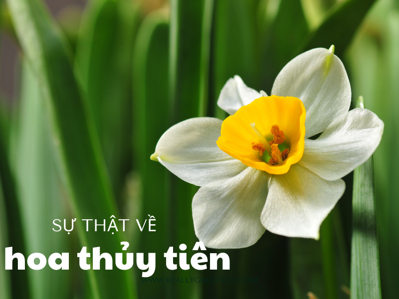 Hình ảnh một chậu bách thủy tiên nhỏ được trang trí đẹp mắt, sẵn sàng để làm quà tặng.