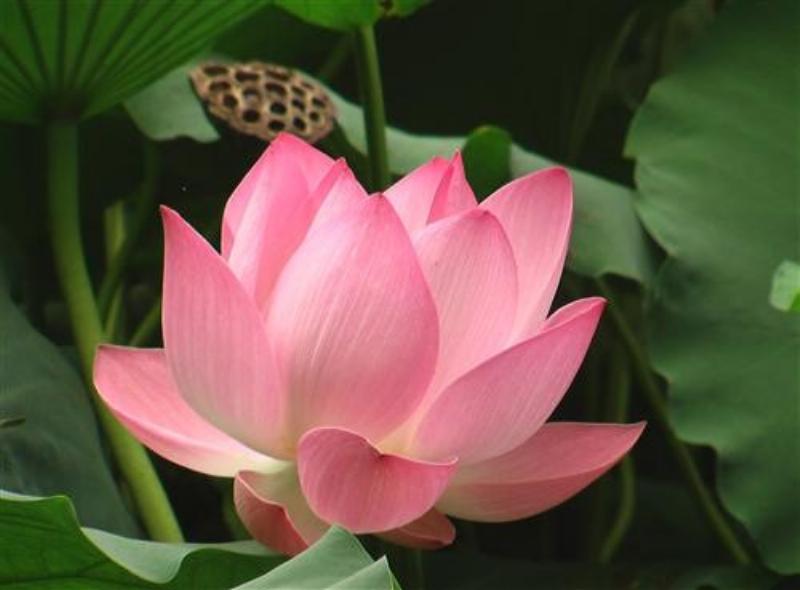 Ý nghĩa cánh hoa sen trong Phật giáo