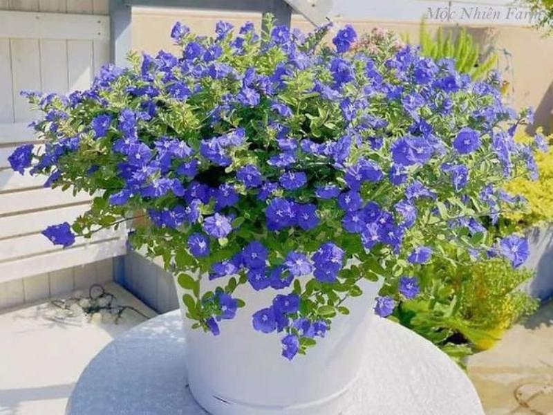 Ý nghĩa và ứng dụng hoa hồng giâm cành