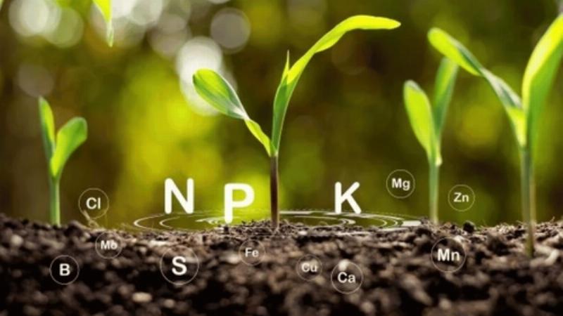 Cách bảo quản phân NPK 20-20-15 đúng cách trong kho hoặc nhà tránh ẩm mốc và xa tầm tay trẻ em