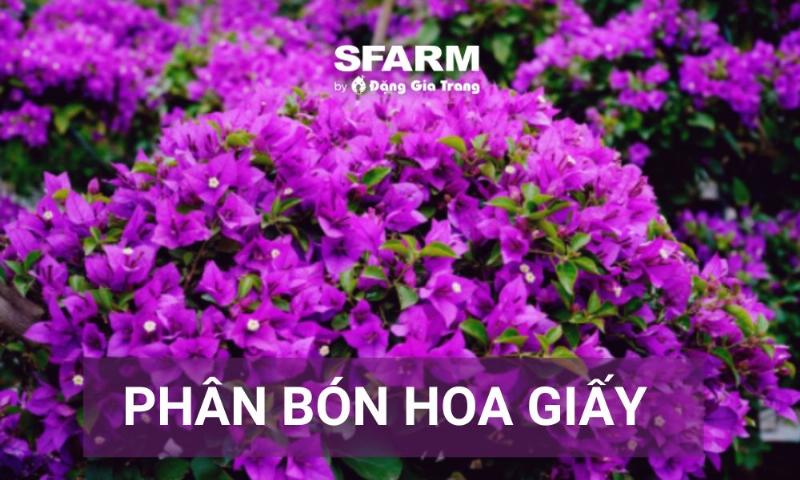 Bón phân đúng loại và đúng thời điểm giúp hoa giấy ra hoa quanh năm hiệu quả