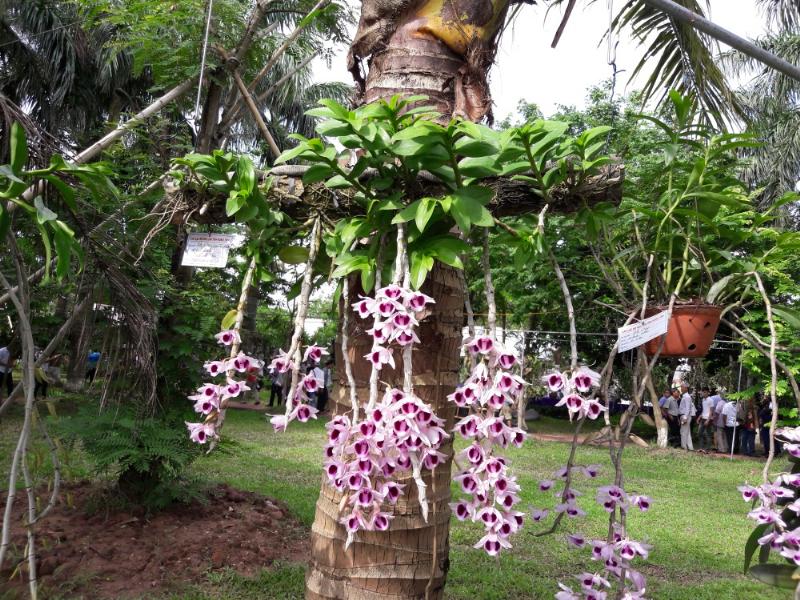 Cận cảnh bông hoa lan nhất điểm hoàng với đốm màu độc đáo trên lưỡi
