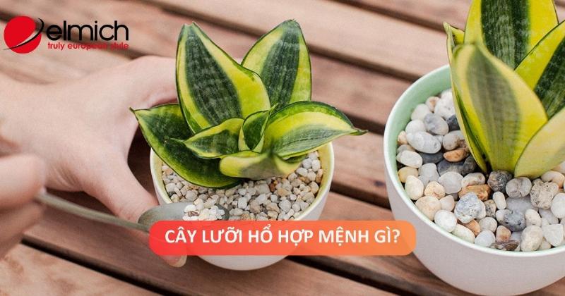 Bộ sưu tập nhỏ các chậu cây lưỡi hổ thuộc các giống khác nhau, trưng bày sự đa dạng về hình dáng và màu sắc lá