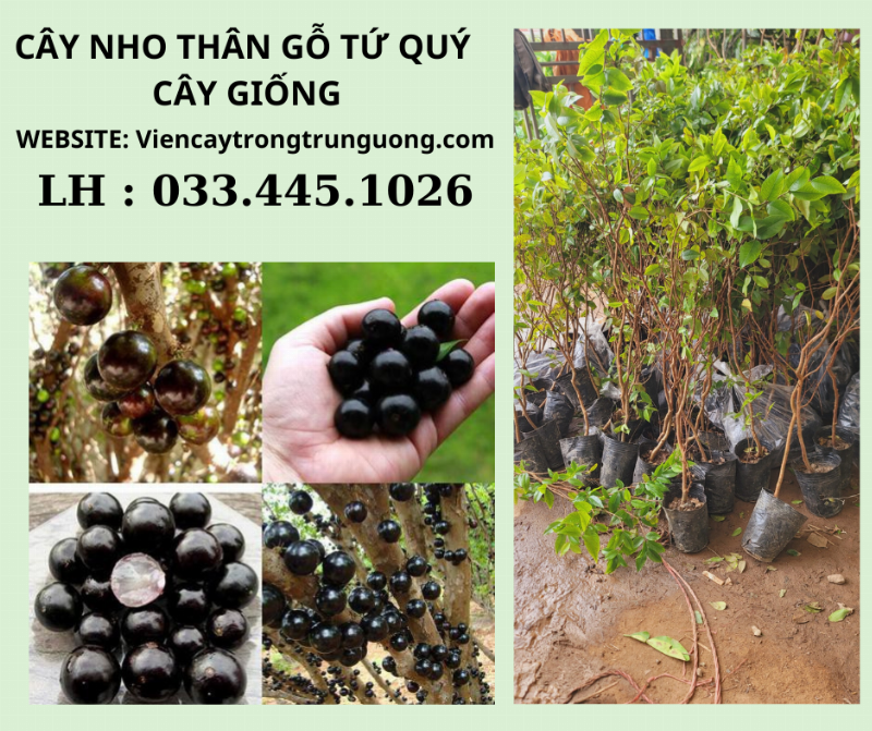 Các giống nho thân gỗ phổ biến ảnh hưởng đến thời gian ra quả bói, từ hạt đến ghép