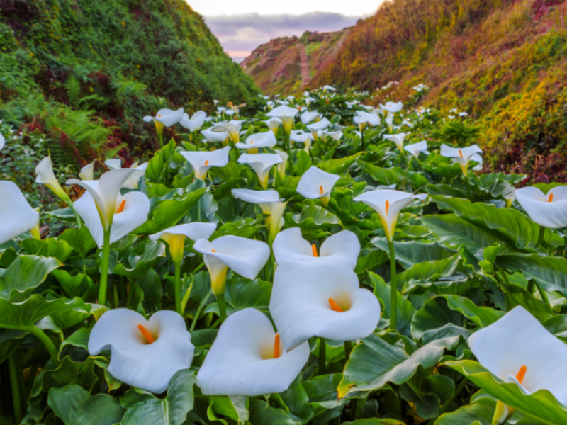 Tìm hiểu các loại màu sắc và đặc điểm hình dáng độc đáo của hoa calla lily