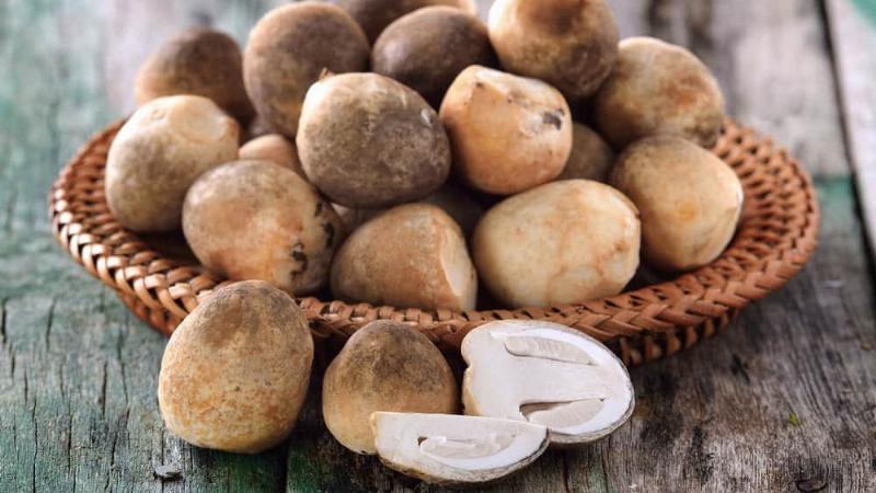Cách bảo quản nấm rơm tươi và khô sau khi thu hoạch tại nhà đúng cách