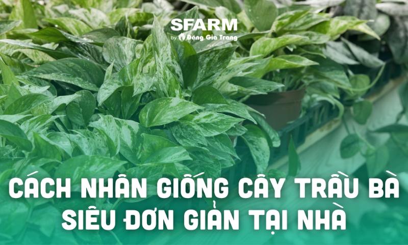 Dat trong cay trau ba leo tuong dam bao thoang khi va thoat nuoc tot