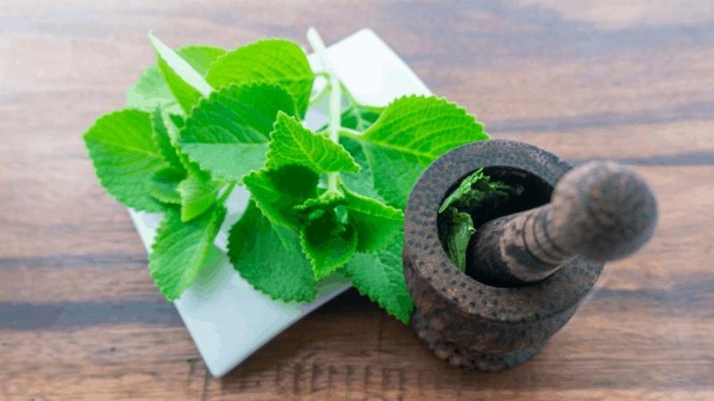Các phương pháp sử dụng lá húng chanh tươi sống để hỗ trợ sức khỏe