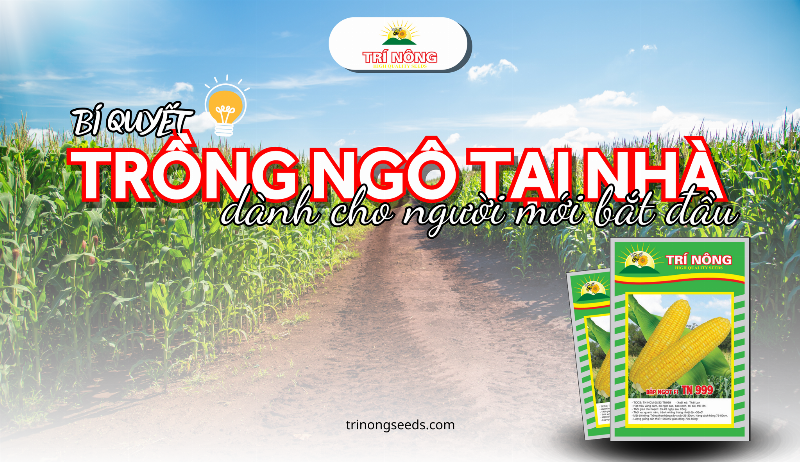 Cách gieo hạt rau muống cẩn thận vào các rãnh đã chuẩn bị trên đất tơi xốp