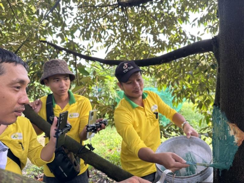 Quy trinh dieu tri benh nut than xi mu sau rieng bang cach cao bo vet benh
