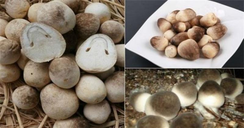 Kỹ thuật cấy meo nấm rơm vào chất nền đã xử lý tại nhà