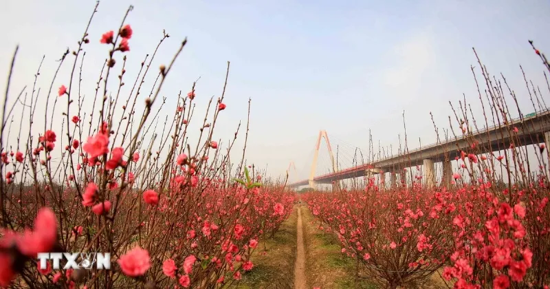 Bình hoa lay ơn và hoa hồng cắm chưng bàn thờ ngày Tết mang ý nghĩa tốt đẹp cho gia đình