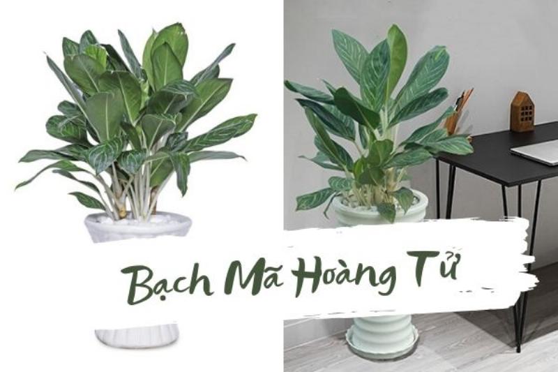 Cây Bạch Mã Hoàng Tử với lá xanh gân trắng nổi bật trên chậu đặt bàn