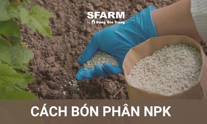 Hình ảnh cây cảnh tốt tươi nhờ được bón phân NPK 20-20-15 đúng liều lượng và thời điểm