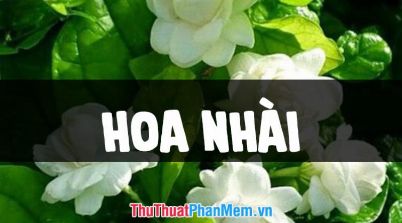 Hình ảnh cây hoa nhài trồng trong chậu đang bung nở nhiều bông trắng nhỏ thơm ngát