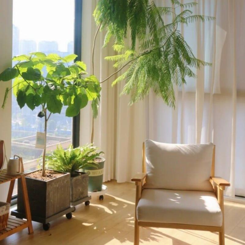 Cây lưỡi hổ dáng cao, lá xanh thẳng đứng đặt trong chậu hiện đại, trang trí cho góc phòng khách thêm sinh động và thoáng đãng