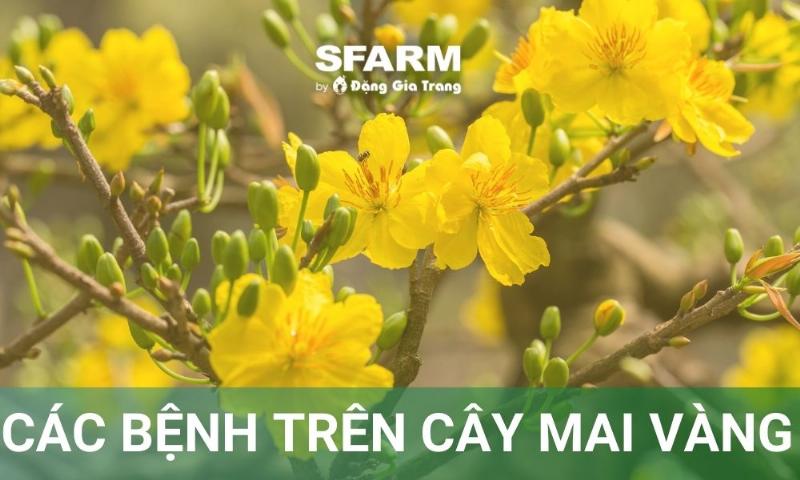 Hình ảnh cây mai vàng có dấu hiệu suy yếu, lá vàng, cành khô