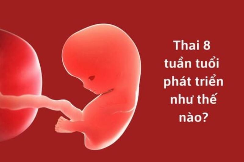 Hinh anh la cay mong bo co hinh dang nhu mong bo la dac diem nhan biet