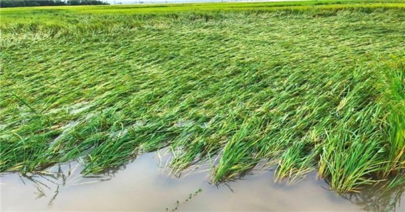 Những cây rau muống non mới nảy mầm vươn mình lên khỏi mặt đất ẩm