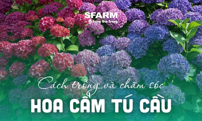 Người làm vườn đang tưới nước cho chậu cây cẩm tú cầu nhiệt đới vào buổi sáng sớm, minh họa kỹ thuật tưới đúng cách.