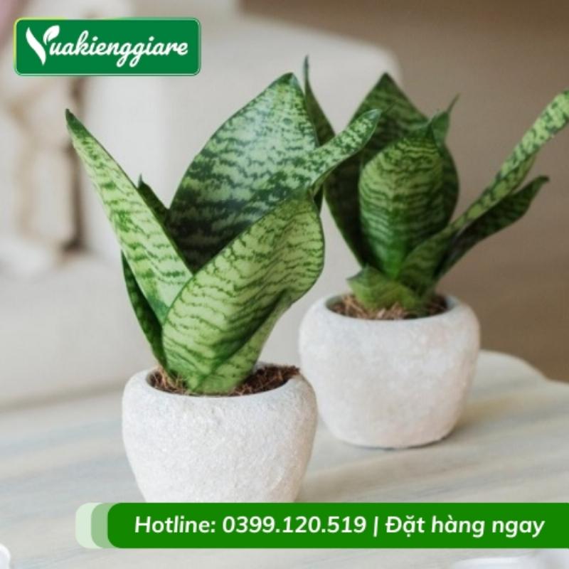 Một người đang kiểm tra độ ẩm đất trước khi tưới nước cho chậu cây Lưỡi Hổ trên bàn làm việc.