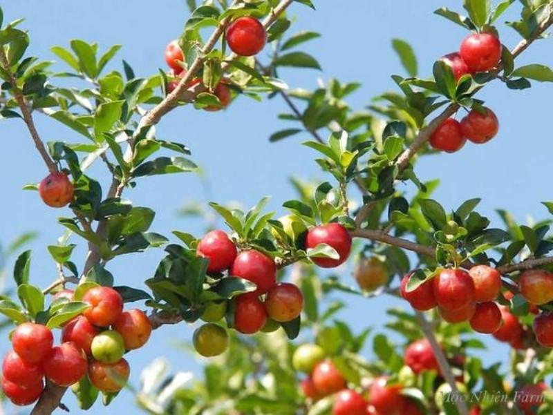 Hình ảnh một người đang tỉa cành hoặc kiểm tra lá của một bụi hoa hồng màu rất đậm được trồng trong vườn