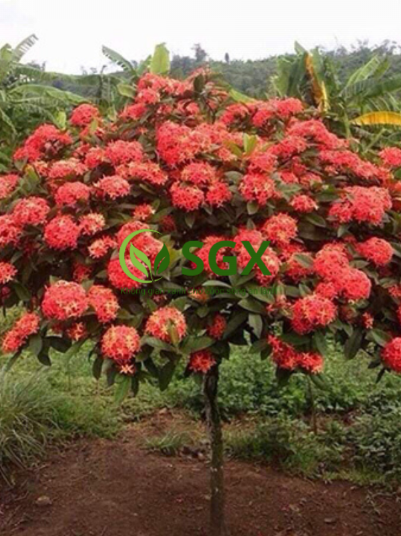 Chăm sóc cây mẫu đơn khỏe mạnh để thu hút năng lượng tốt.