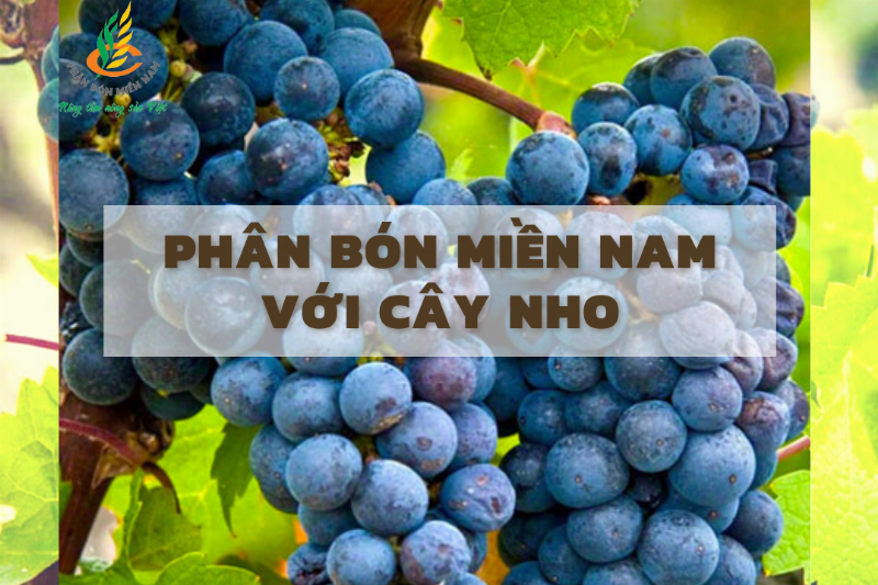 Người đang bón phân hoặc tưới nước cho cây nho thân gỗ để kích thích ra quả